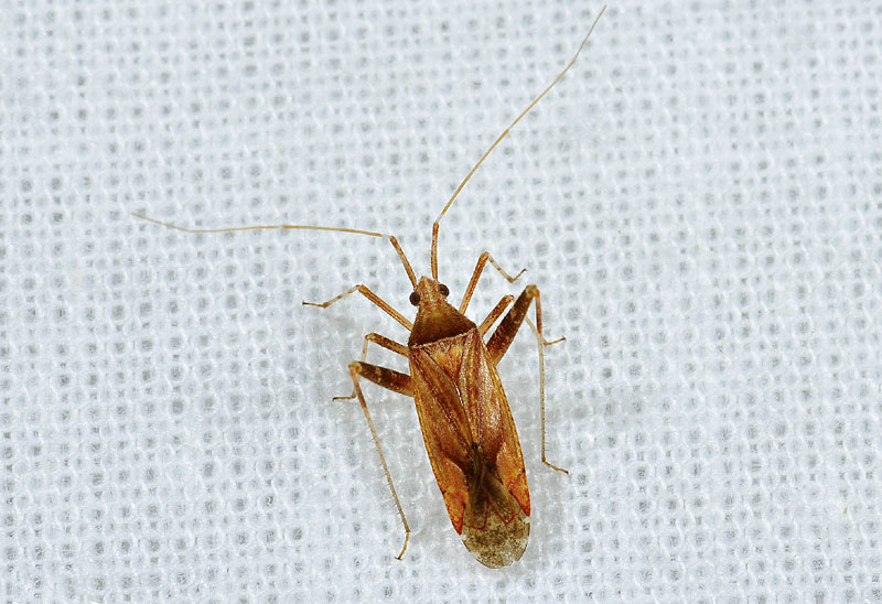 Phytocoris? da det.